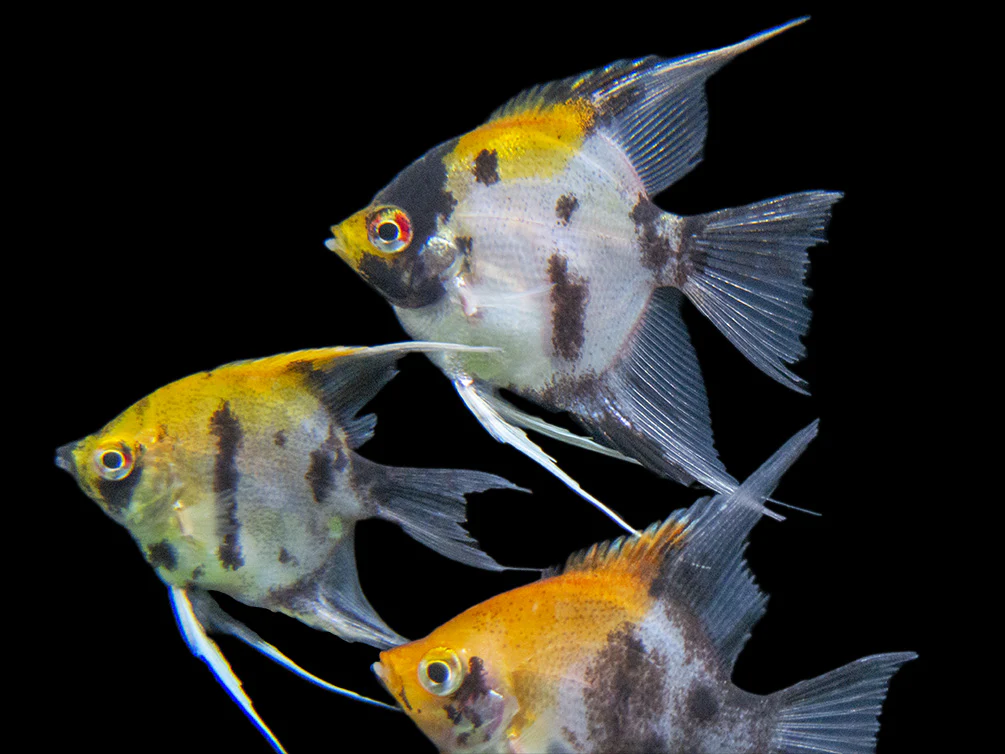 Koi Angelfish (Pterophyllum scalare) - Tank-Bred! - Nestor' Aquariums & Pets