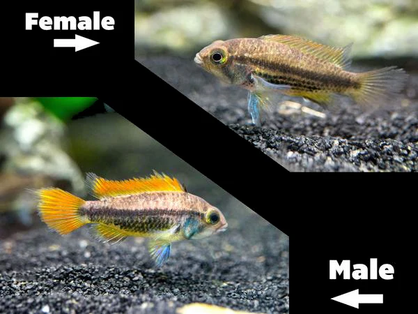 Orange Flash Cockatoo Dwarf Cichlid (Apistogramma cacatuoides), Tank-Bred - Nestor' Aquariums & Pets