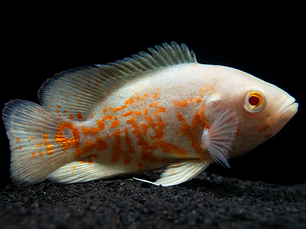 Albino Tiger Oscar (Astronotus ocellatus), Tank-Bred - Nestor' Aquariums & Pets