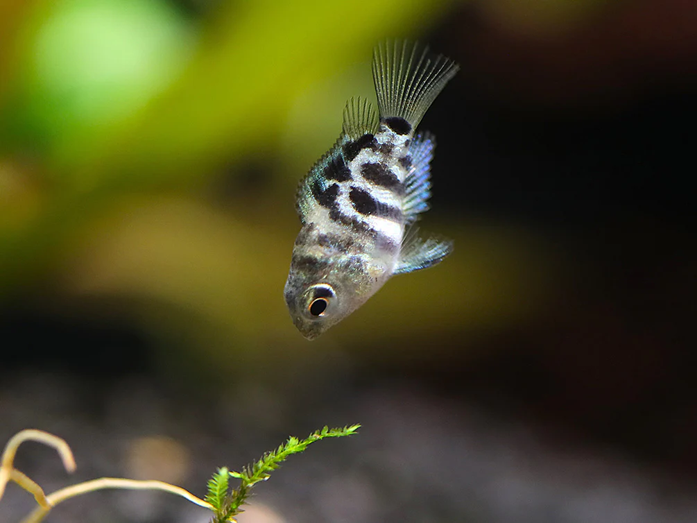 Polar Blue Parrot Cichlid (Hybrid: Blood Parrot × Convict Cichlid) – Tank Bred - Nestor' Aquariums & Pets