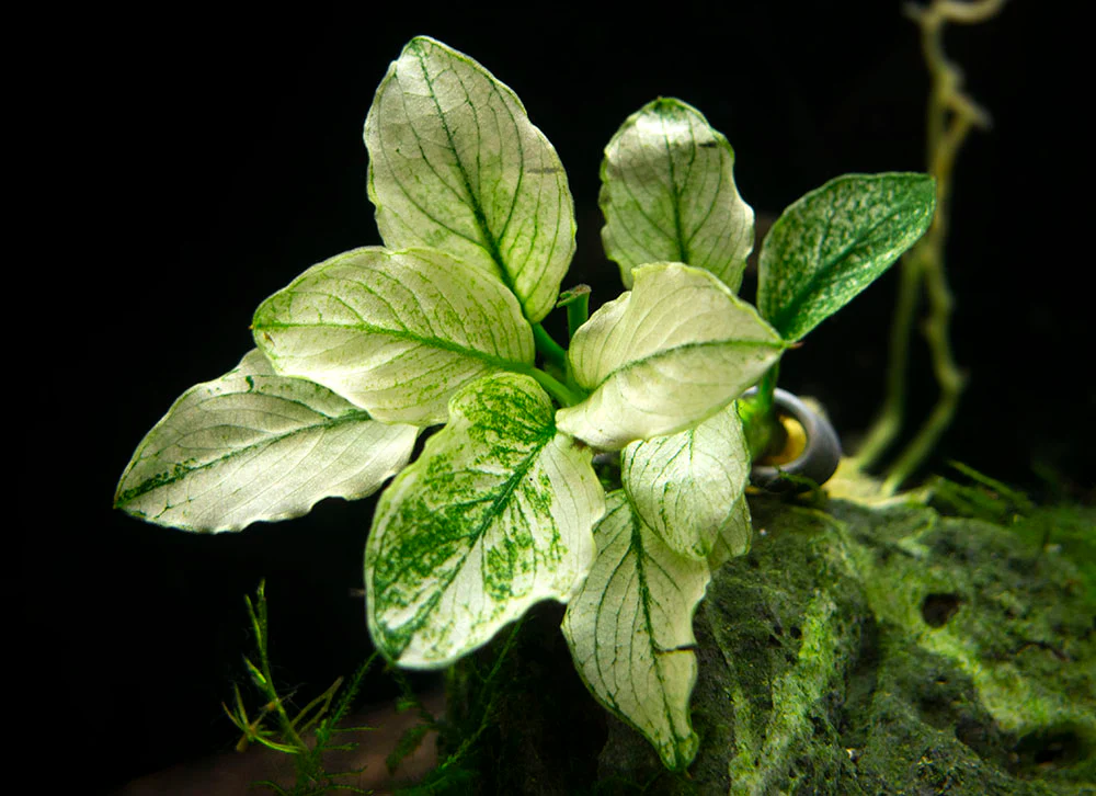 Variegated Anubias Nana (Anubias barteri “Variegated Nana”), bareroot or potted - Nestor' Aquariums & Pets