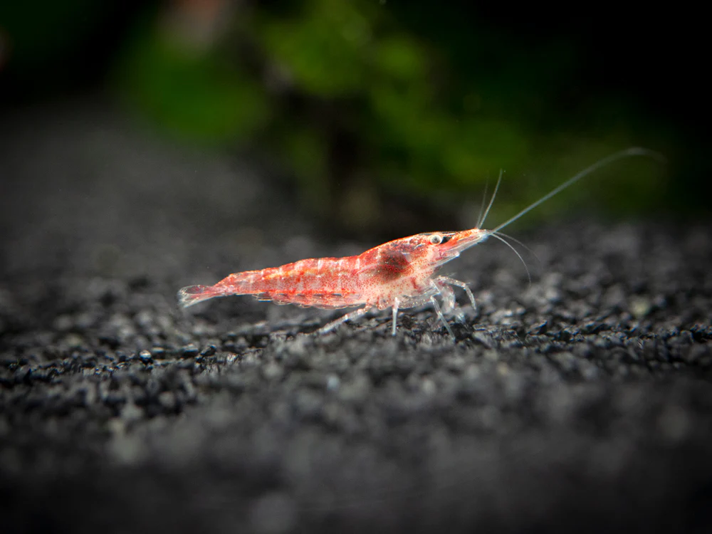 Sakura Red Cherry Shrimp Breeder Combo Box - Nestor' Aquariums & Pets