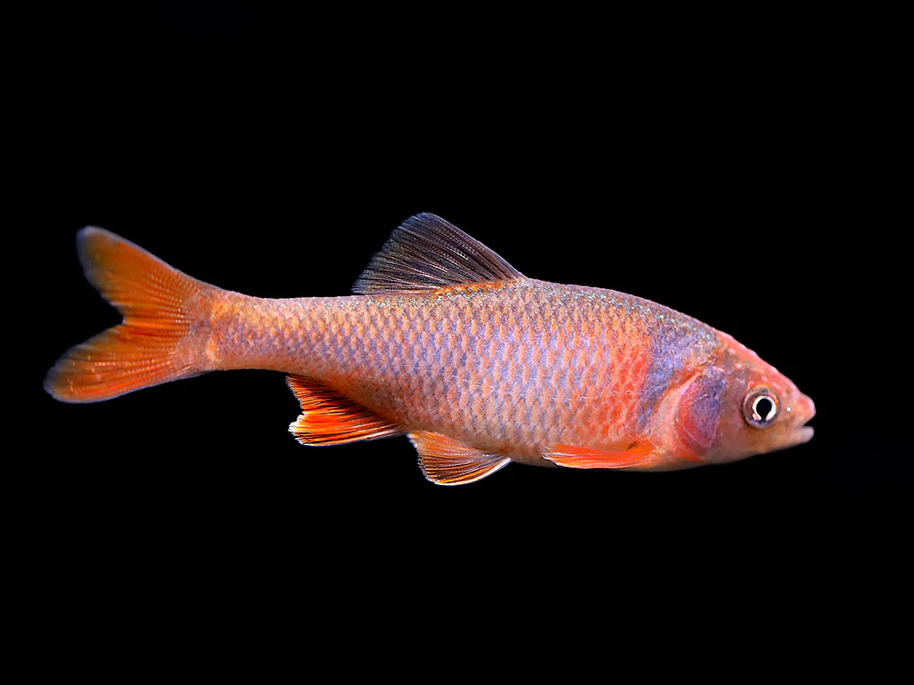 Red Shiner (Cyprinella lutrensis), Tank-Bred! - Nestor' Aquariums & Pets
