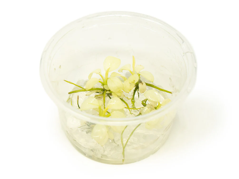 Variegated Anubias Nana (Anubias barteri “Variegated Nana”) Tissue Culture - Nestor' Aquariums & Pets
