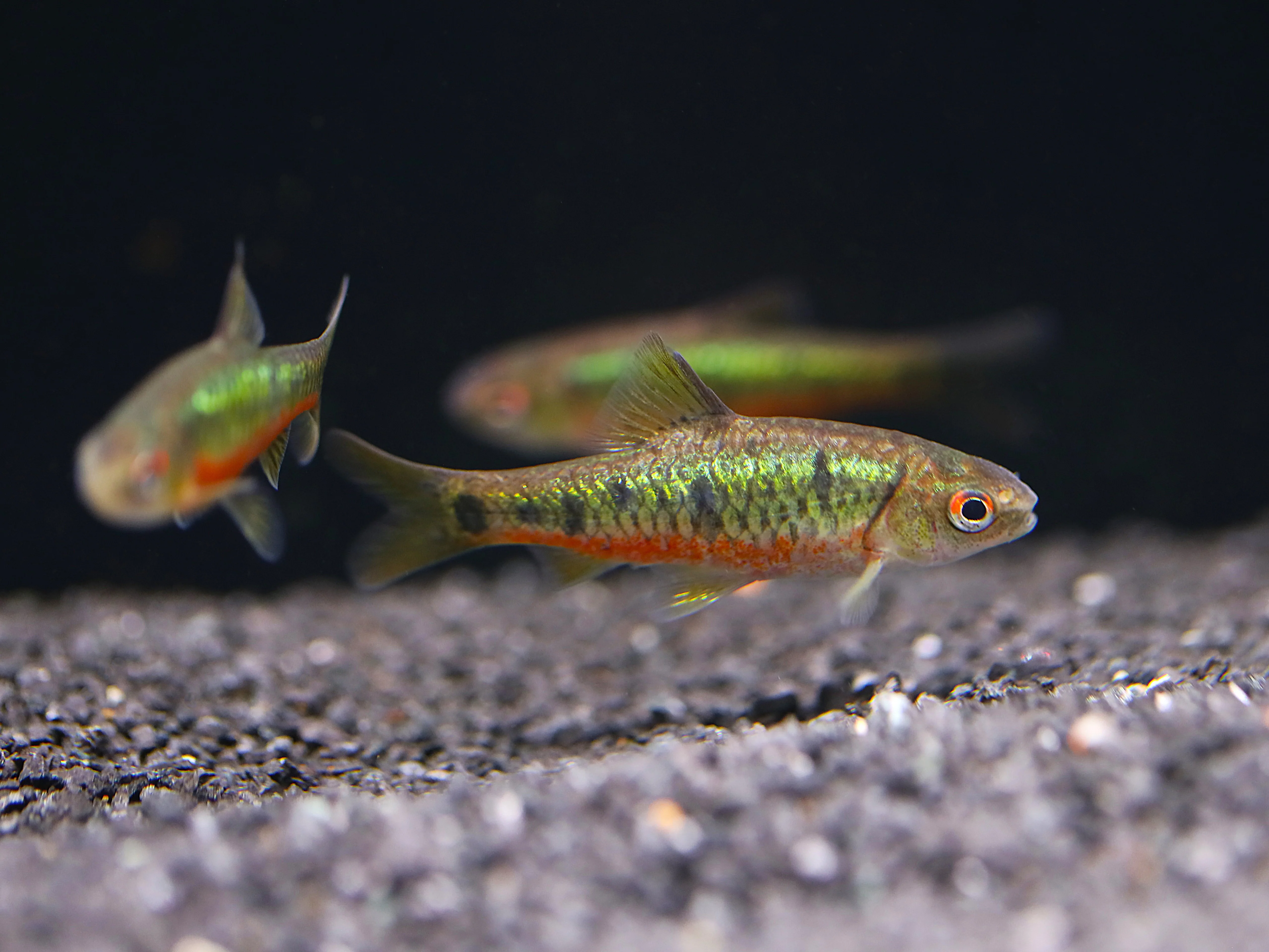 Schuberti Barb (Barbodes semifasciolatus var. schuberti) – Tank-Bred - Nestor' Aquariums & Pets