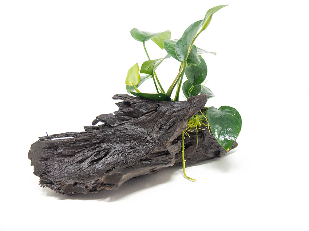 Anubias sp. on Driftwood - Nestor' Aquariums & Pets