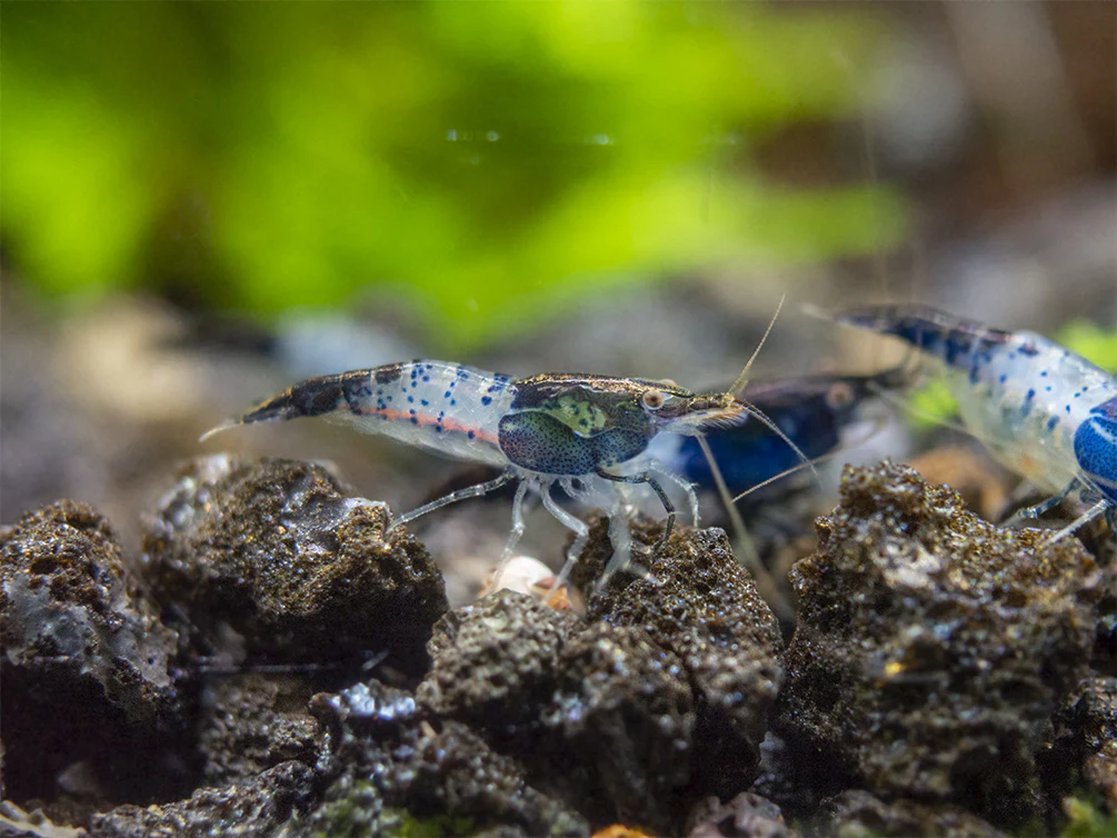 Carbon Rili Shrimp Breeder Combo Box - Nestor' Aquariums & Pets