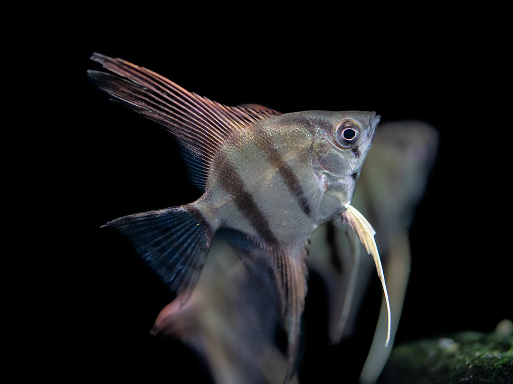 Redback Amapa Angelfish (Pterophyllum scalare) - TANK-BRED!!! - Nestor' Aquariums & Pets