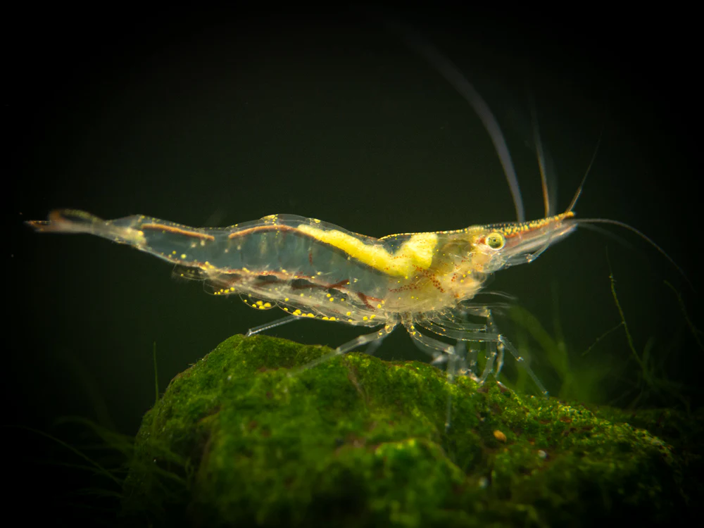 Short Nose Algae Shrimp (Caridina longirostris) - Nestor' Aquariums & Pets