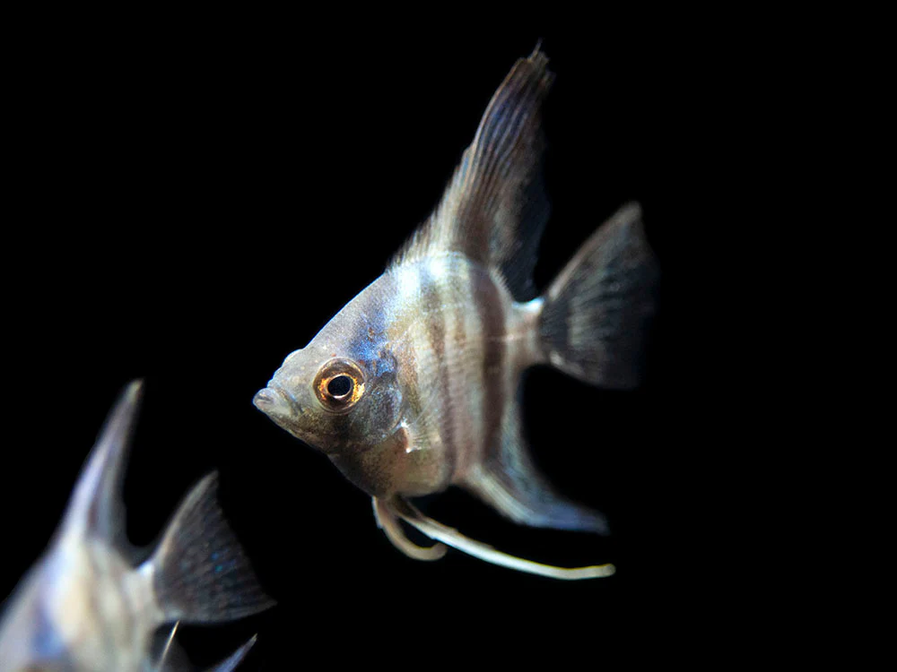 Avatar Turkey Green Angelfish (Pterophyllum scalare 