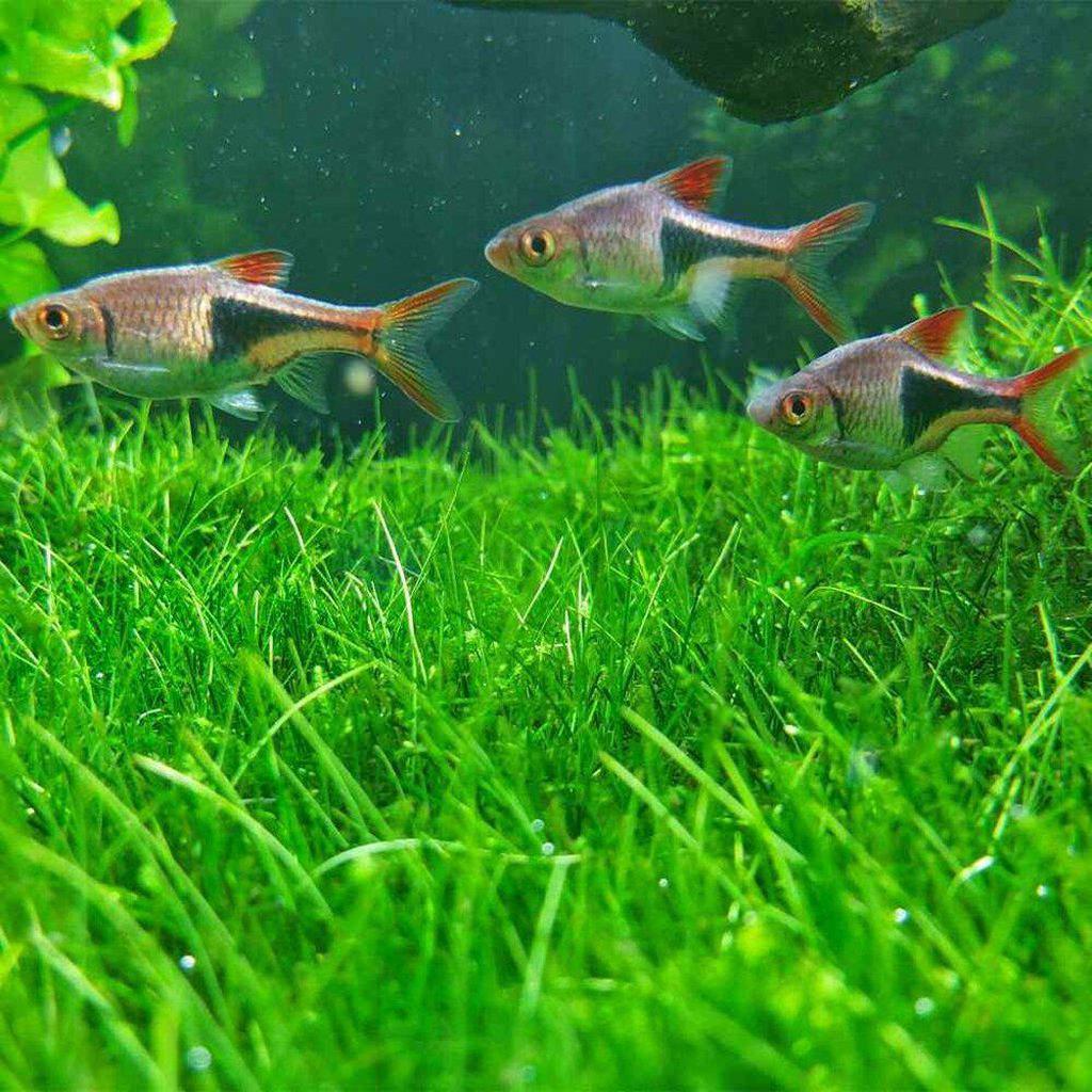 Dwarf Hairgrass - Nestor' Aquariums & Pets