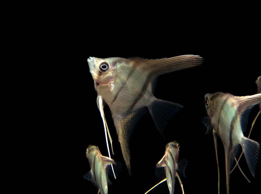 Red Shoulder Manacapuru Angelfish (Pterophyllum scalare) - TANK-BRED!!! - Nestor' Aquariums & Pets