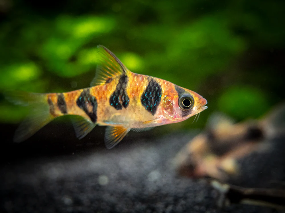 Snakeskin AKA Rhombo AKA Orange Buffalo Barb (Desmopuntius rhomboocellatus) - Nestor' Aquariums & Pets