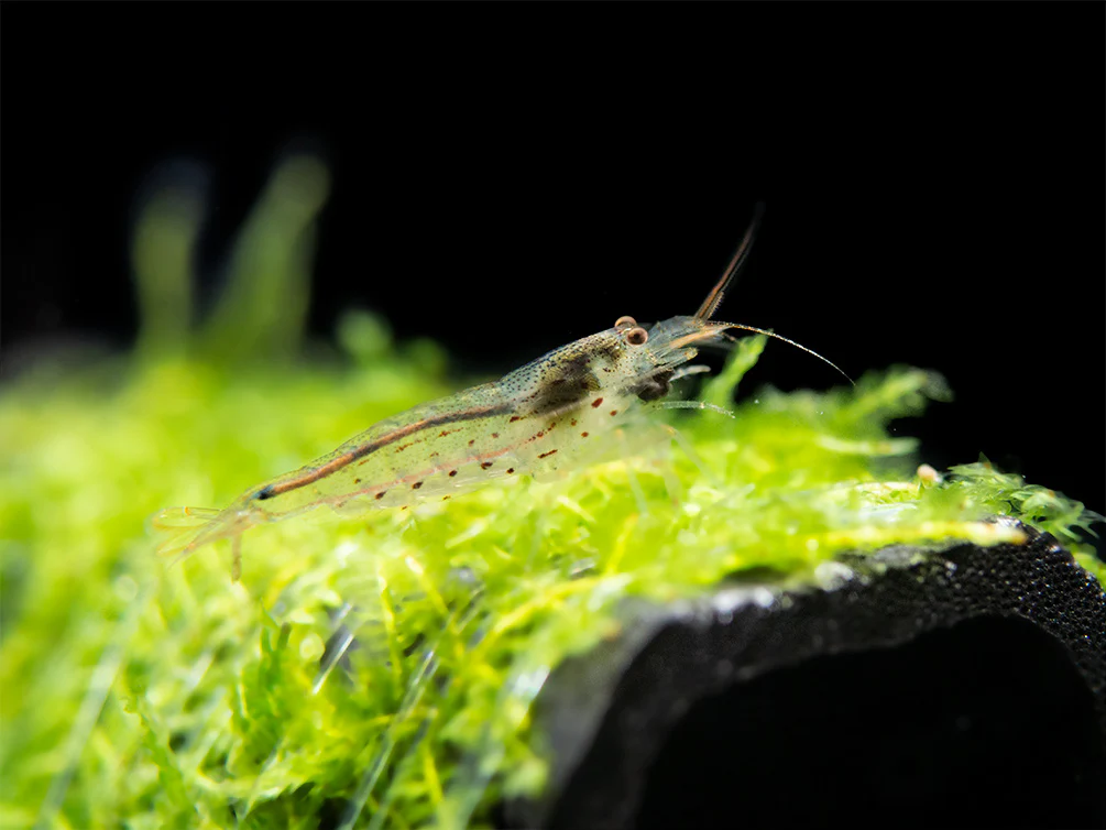Amano AKA Yamato Shrimp (Caridina multidentata), CAPTIVE-BRED! - Nestor' Aquariums & Pets