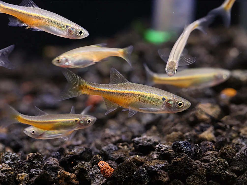 Fireline Danio (Devario sondhii) - Nestor' Aquariums & Pets