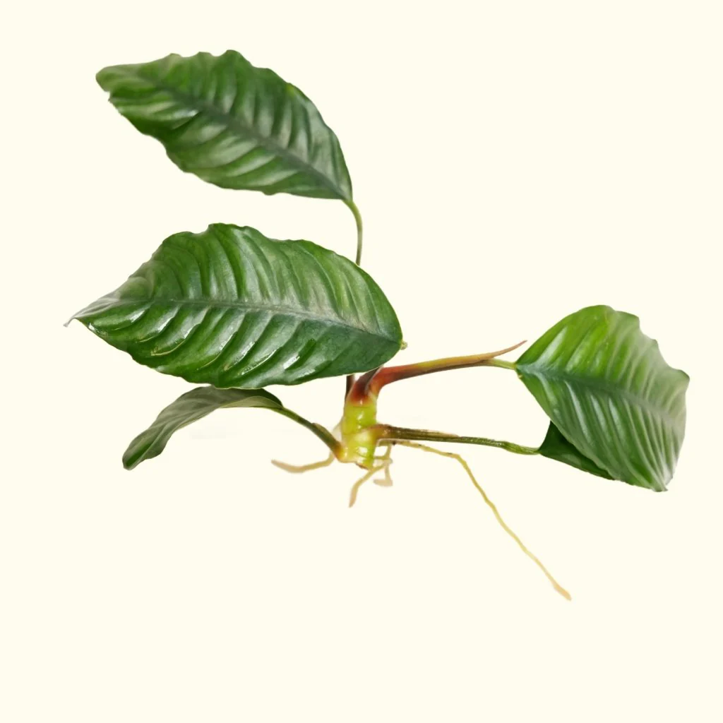 Anubias Coffeefolia - Nestor' Aquariums & Pets