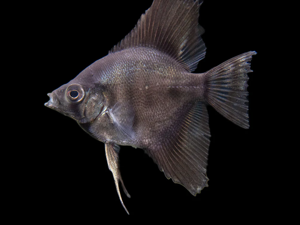 Black Angelfish (Pterophyllum scalare), Tank-Bred - Nestor' Aquariums & Pets