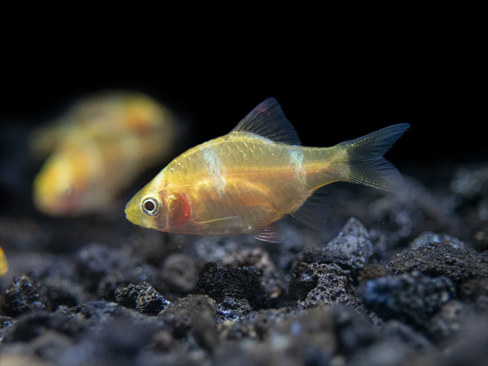 Albino Tiger Barb (Puntigrus tetrazona), Tank-Bred - Nestor' Aquariums & Pets