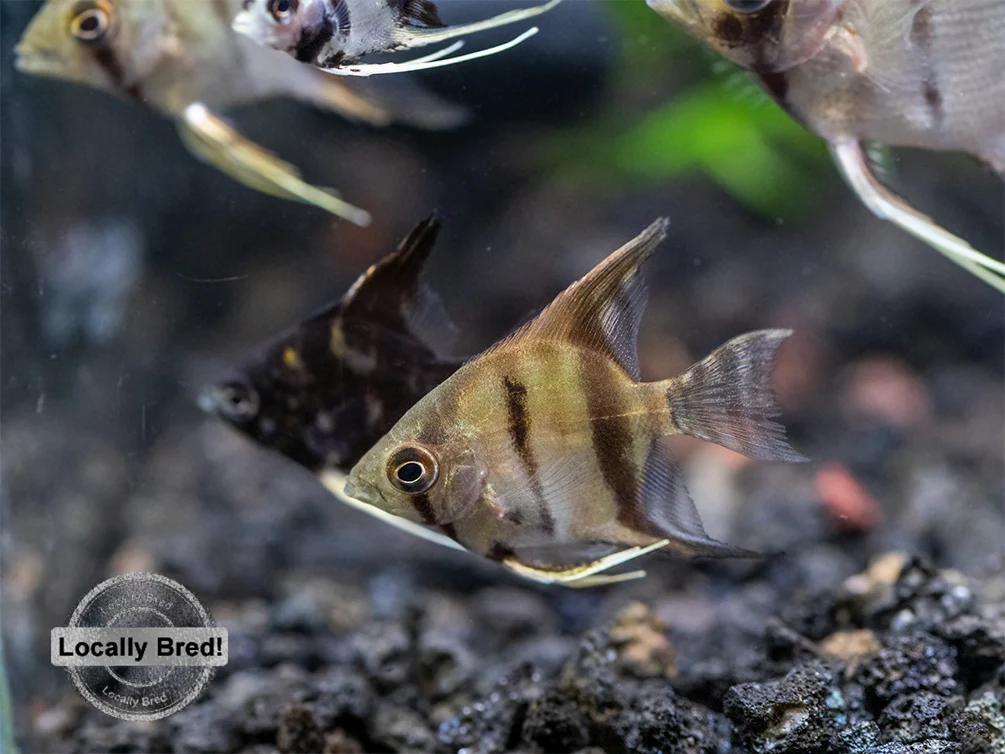 Assorted Angelfish (Pterophyllum scalare) - Locally Bred! - Nestor' Aquariums & Pets