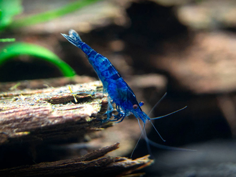 Dream Blue Velvet Shrimp Breeder Combo Box - Nestor' Aquariums & Pets