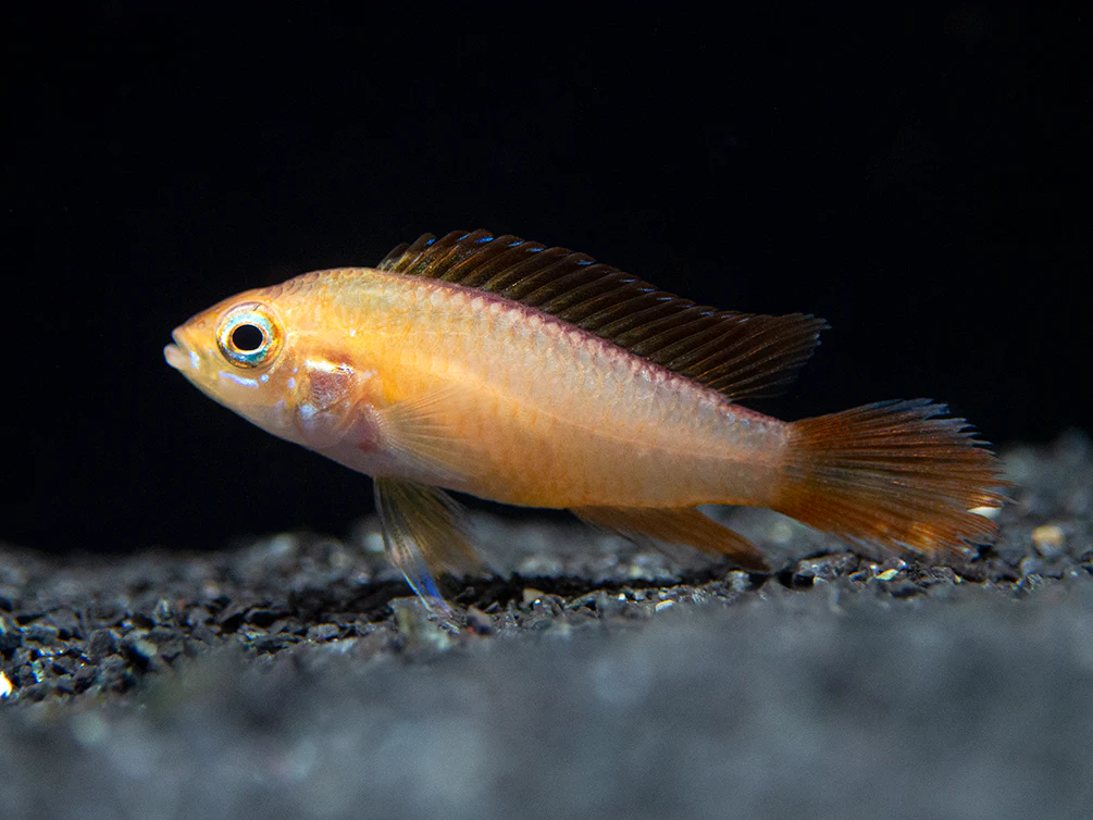 Fire Red Agassizi's Dwarf Cichlid (Apistogramma cf. agassizii) - TANK-BRED!!! - Nestor' Aquariums & Pets