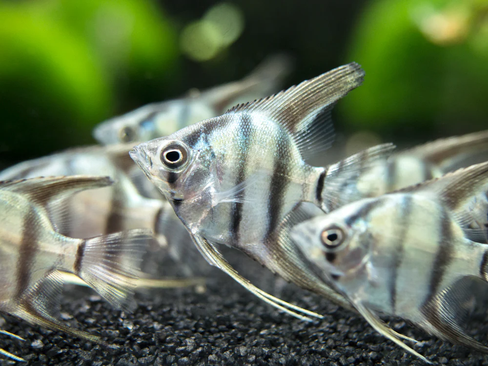 Blue Zebra Angelfish (Pterophyllum scalare), Tank Bred - Nestor' Aquariums & Pets