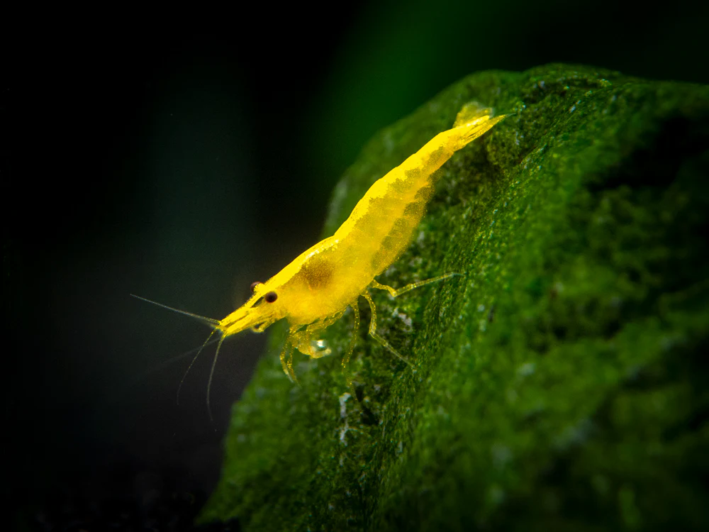 Golden Back Yellow Shrimp Breeder Combo Box - Nestor' Aquariums & Pets