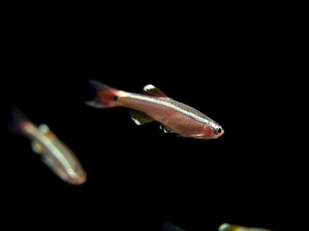 White Cloud Mountain Minnow (Tanichthys albonubes), Tank-Bred - Nestor' Aquariums & Pets