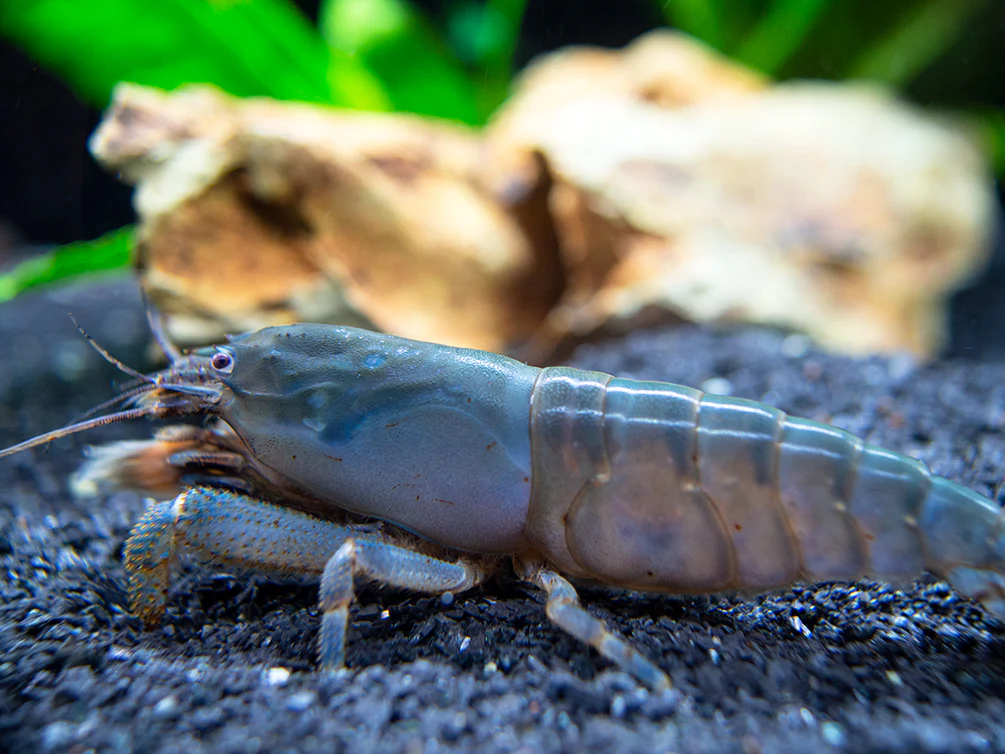 Vampire AKA Viper Shrimp (Atya gabonensis) - Nestor' Aquariums & Pets