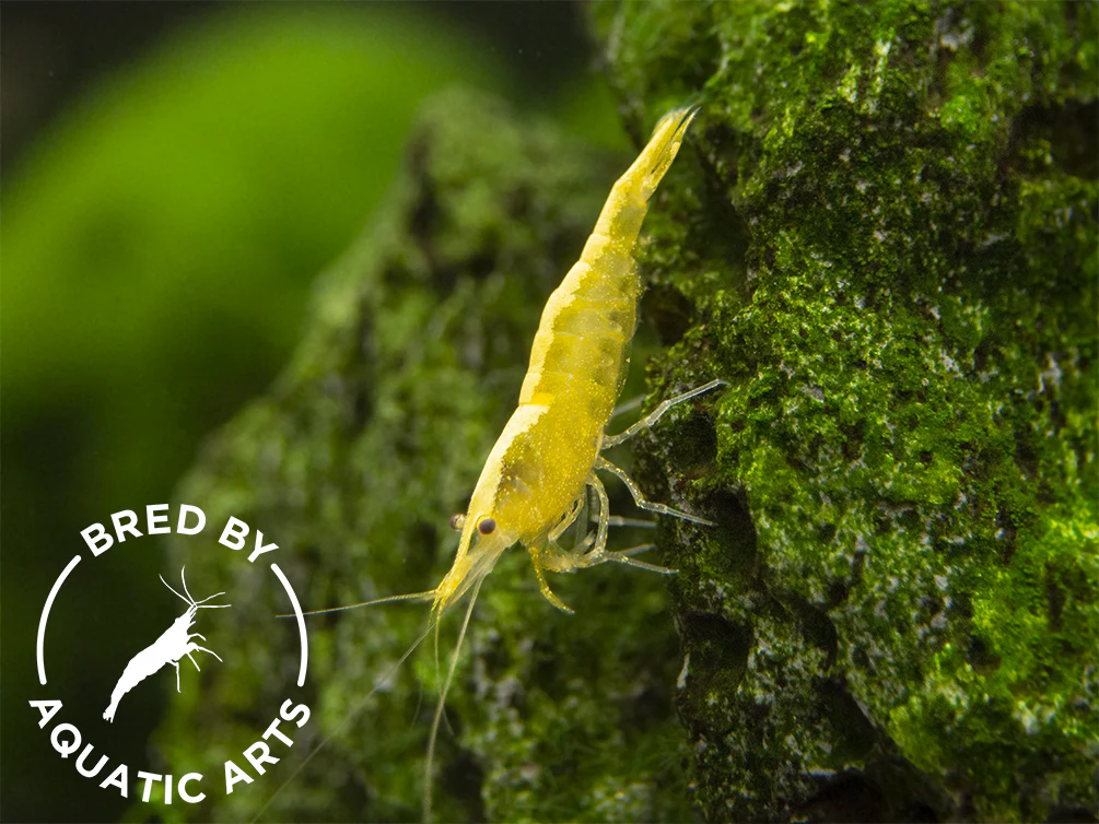 Bred By Aquatic Arts Neocaridina Shrimp Combo Box (Neocaridina davidi) - Nestor' Aquariums & Pets