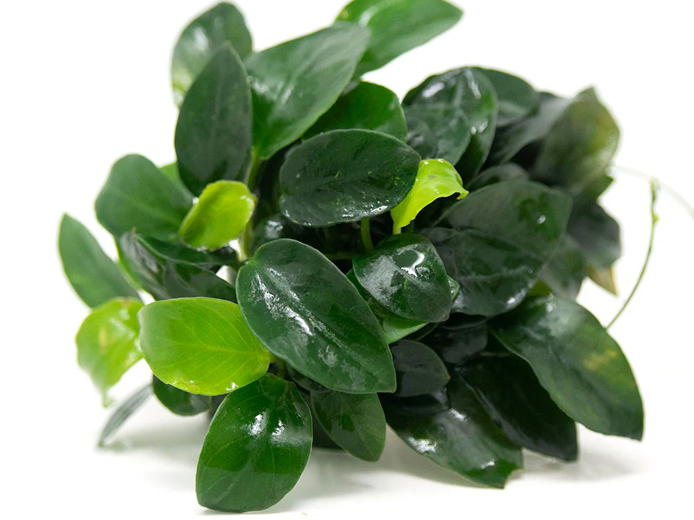 Petite Anubias Nana (Anubias barteri var. “Petite Nana”), EXTRA LARGE, Bare Root - Nestor' Aquariums & Pets