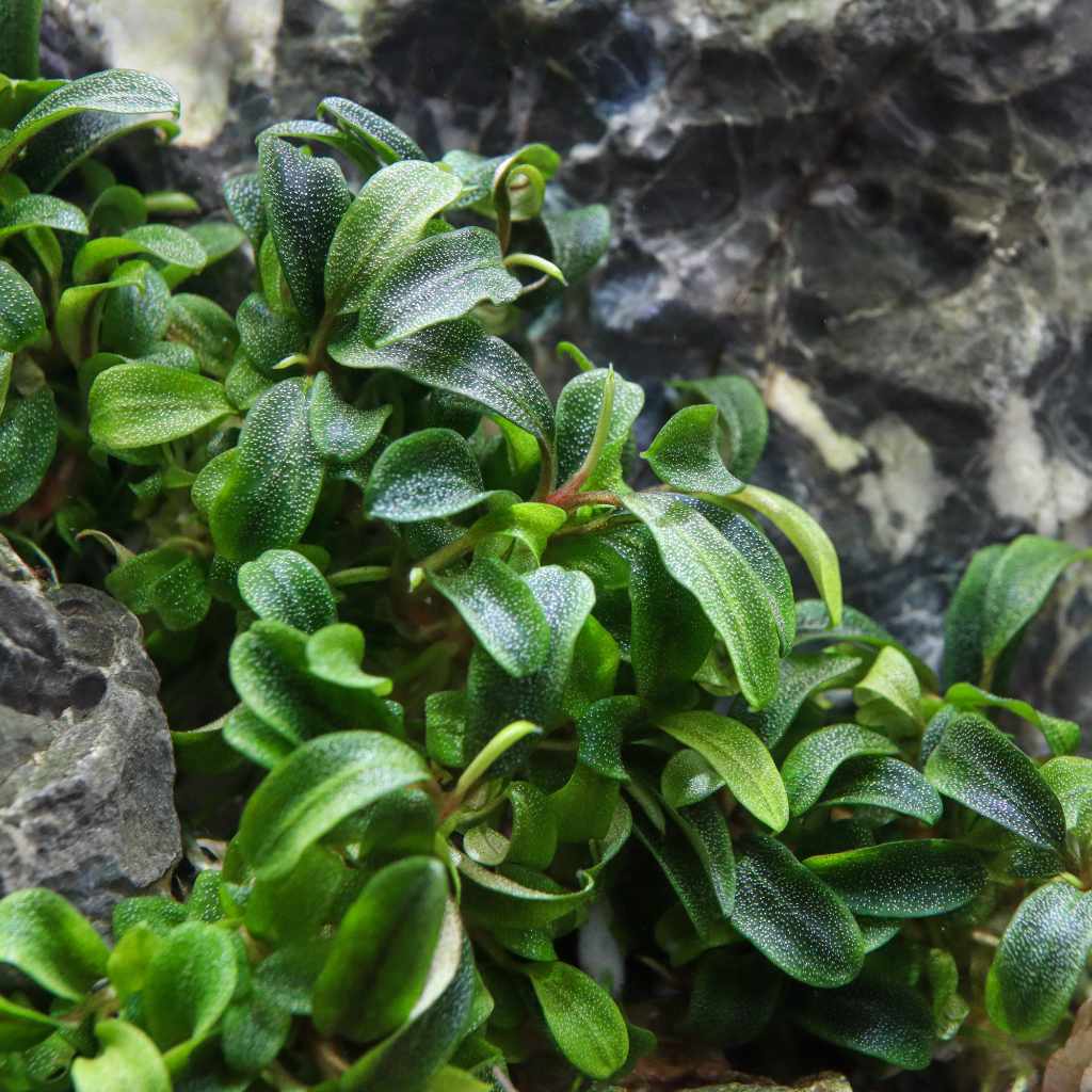 Bucephalandra Needle Leaf Tissue Culture - Nestor' Aquariums & Pets