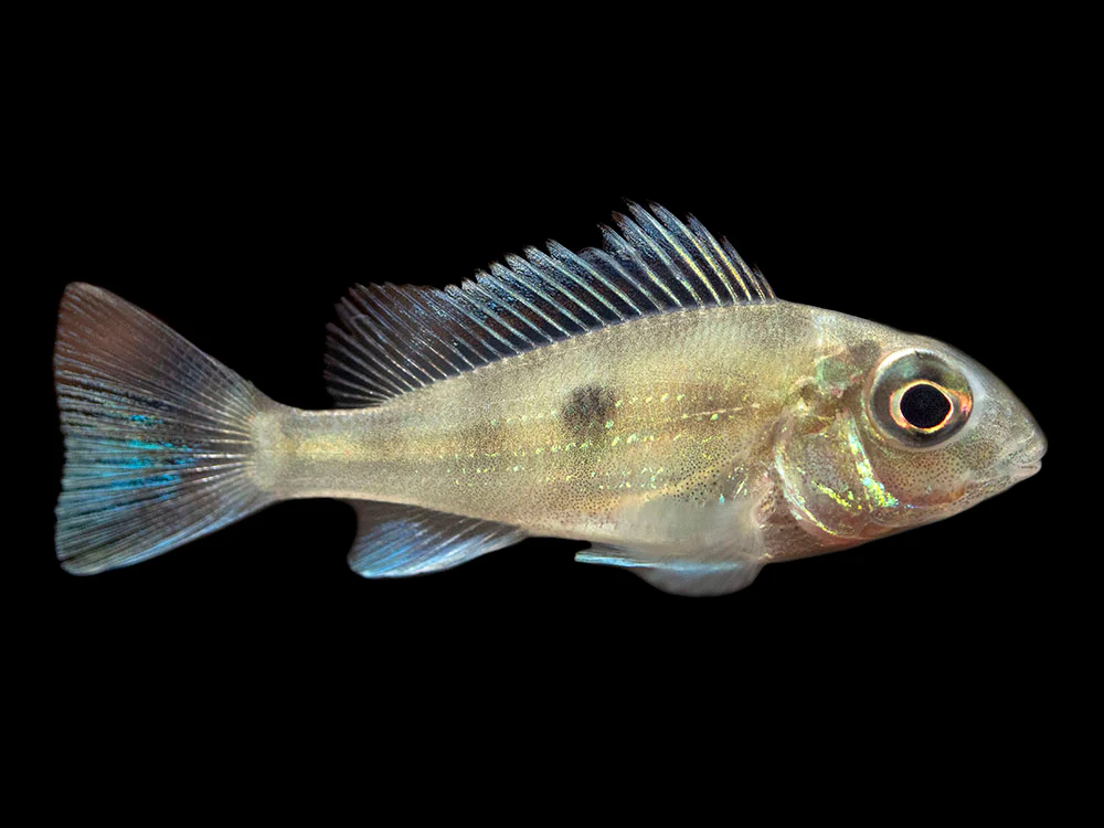 Sven's Eartheater Cichlid (Geophagus sveni), Tank-Bred! - Nestor' Aquariums & Pets
