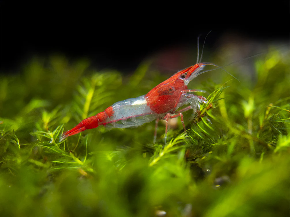 Red Rili Shrimp Breeder Combo Box - Nestor' Aquariums & Pets