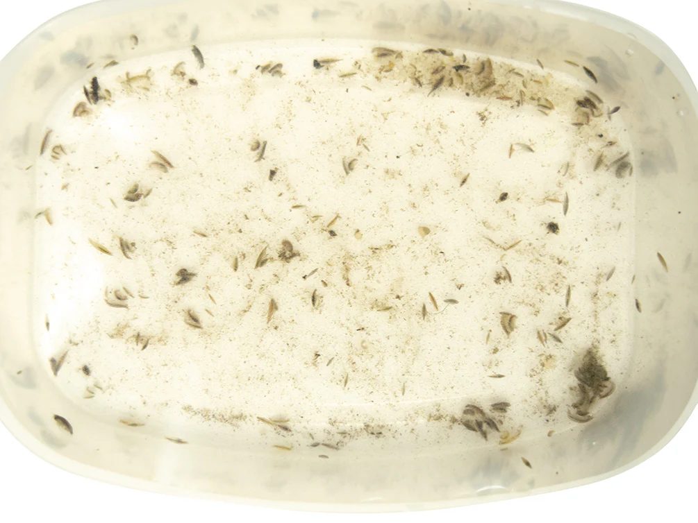 Live Scud AKA Freshwater Amphipod (Gammarus sp.) Culture - Aquatic Arts - Nestor' Aquariums & Pets
