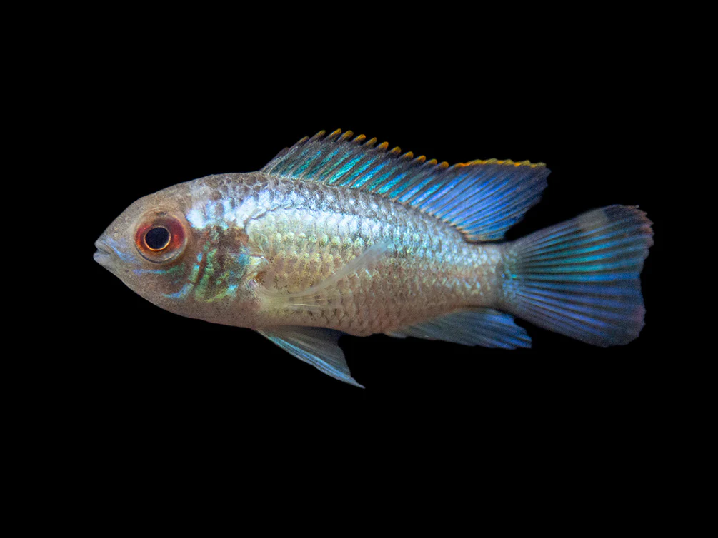 Electric Blue Acara Cichlid (Andinoacara pulcher hybrid), USA-Bred - Nestor' Aquariums & Pets