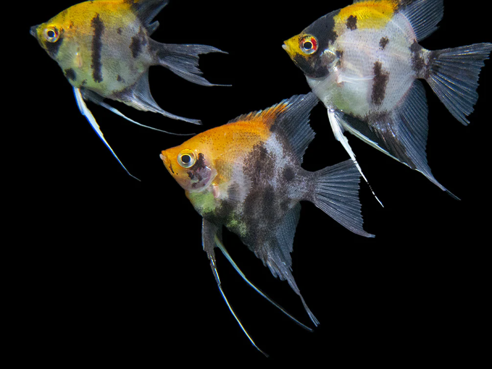 Koi Angelfish (Pterophyllum scalare) - Tank-Bred! - Nestor' Aquariums & Pets