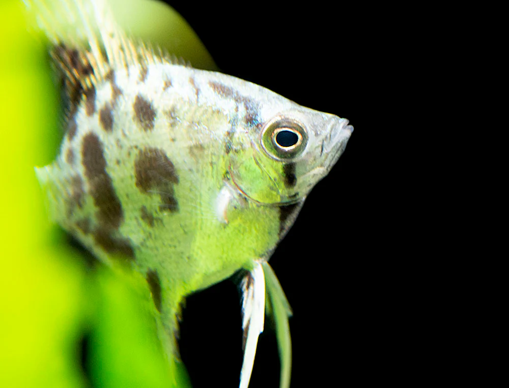 Clown Angelfish (Pterophyllum scalare 