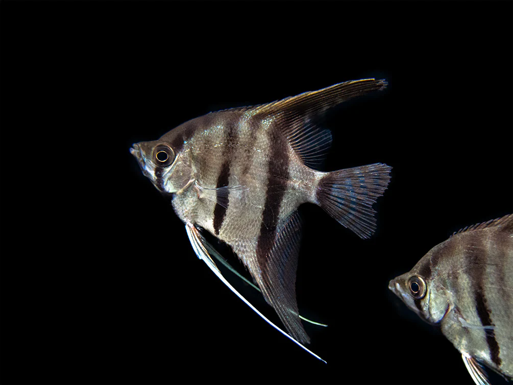 Red Shoulder Manacapuru Angelfish (Pterophyllum scalare) - TANK-BRED!!! - Nestor' Aquariums & Pets
