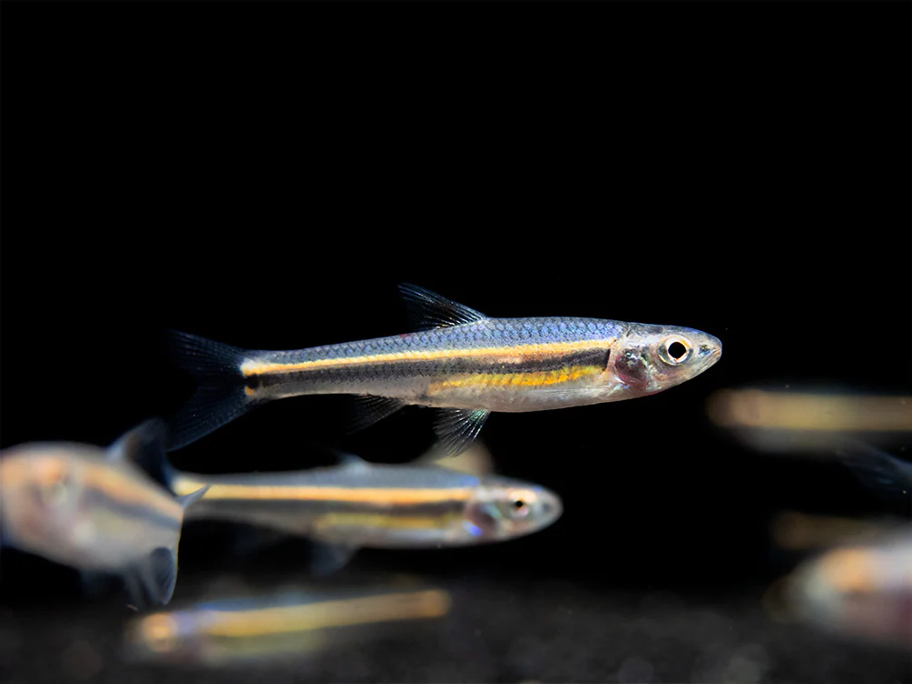 Rainbow Shiner (Notropsis chrosomus), Tank-Bred - Nestor' Aquariums & Pets