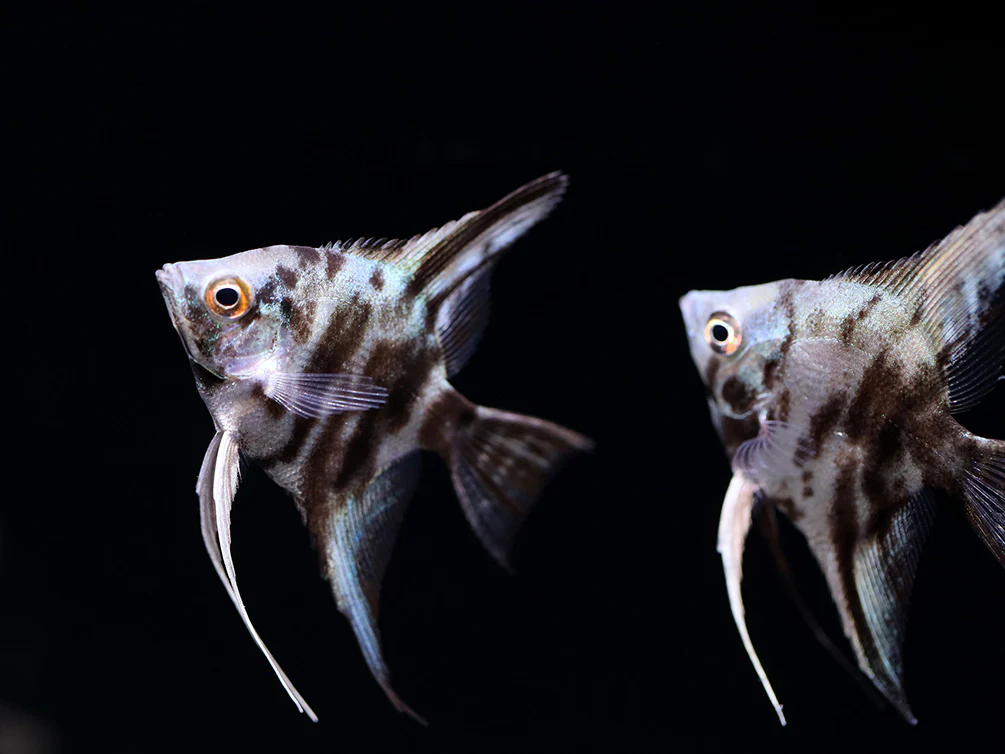 Blue Turquoise Marble Angelfish (Pterophyllum scalare) – Tank Bred - Nestor' Aquariums & Pets