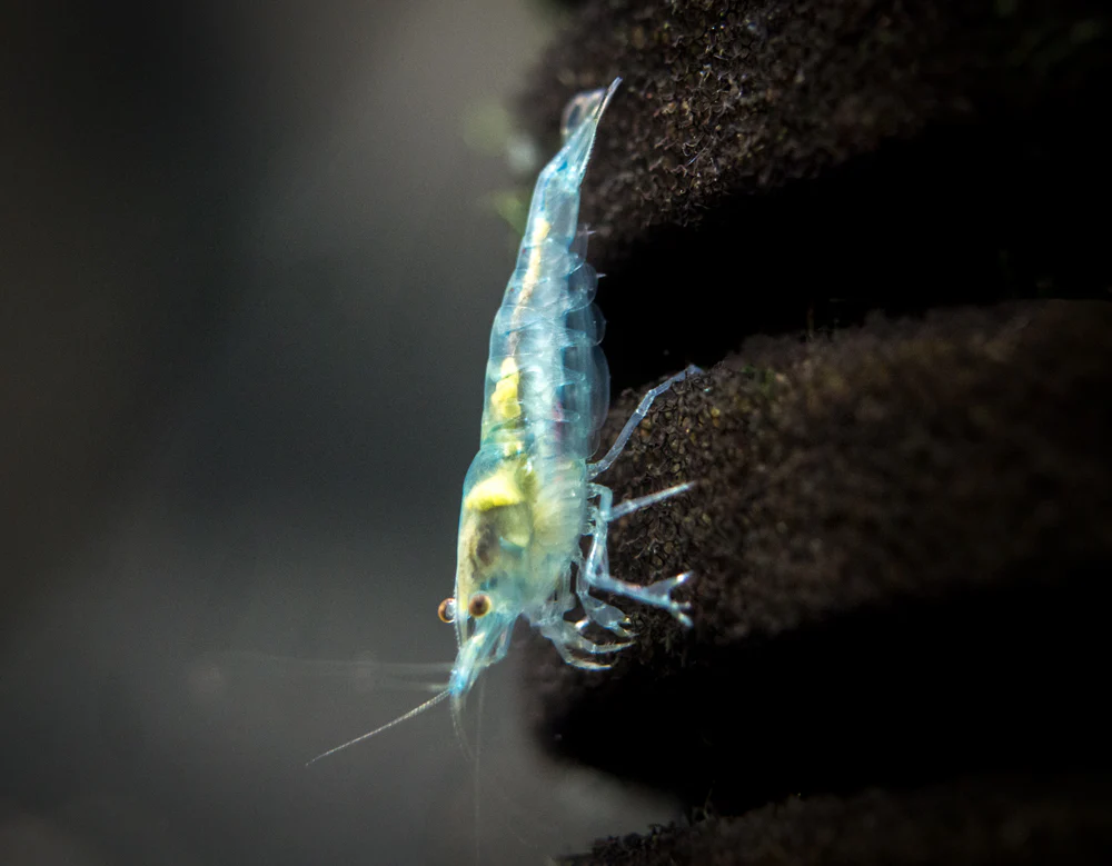 Sky Blue Velvet Shrimp Breeder Combo Box - Nestor' Aquariums & Pets