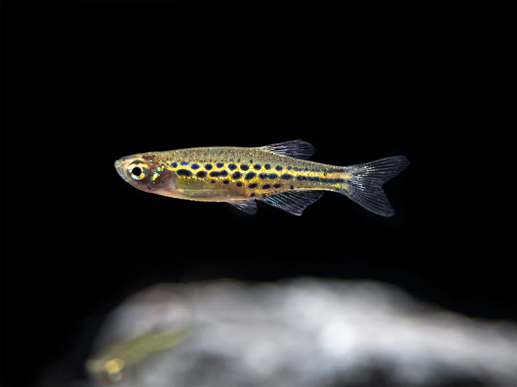 Gold Ring Danio (Brachydanio tinwini) - Nestor' Aquariums & Pets