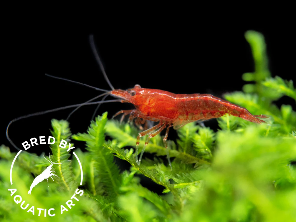 Bloody Mary Shrimp (Neocaridina davidi), BREDBY: Aquatic Arts - Nestor' Aquariums & Pets