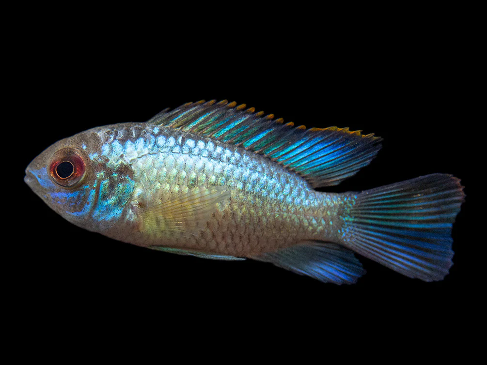 Electric Blue Acara Cichlid (Andinoacara pulcher hybrid), USA-Bred - Nestor' Aquariums & Pets