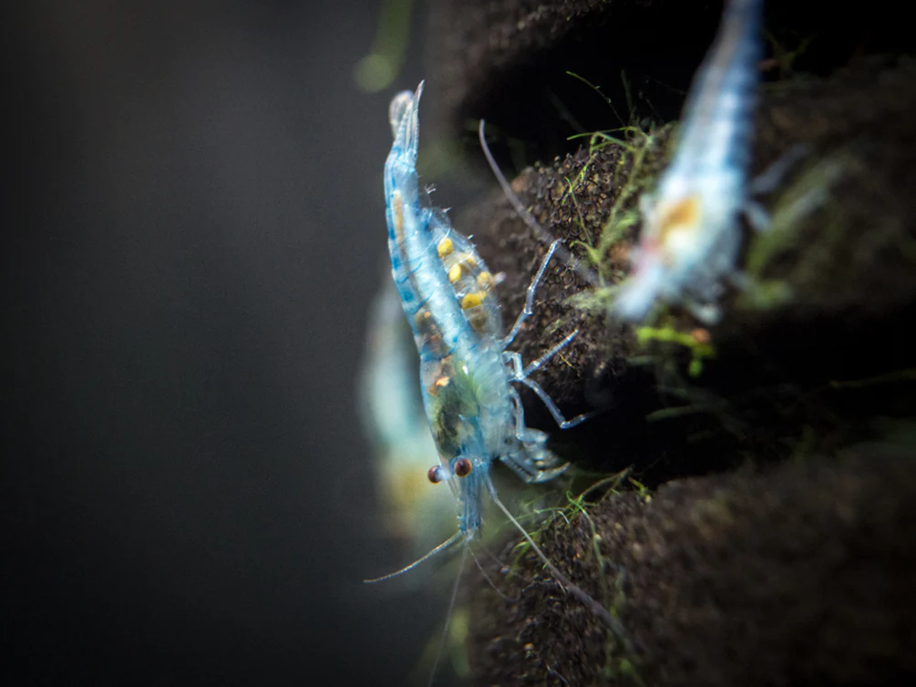 Sky Blue Velvet Shrimp (Neocaridina davidi), Tank-Bred! - Nestor' Aquariums & Pets