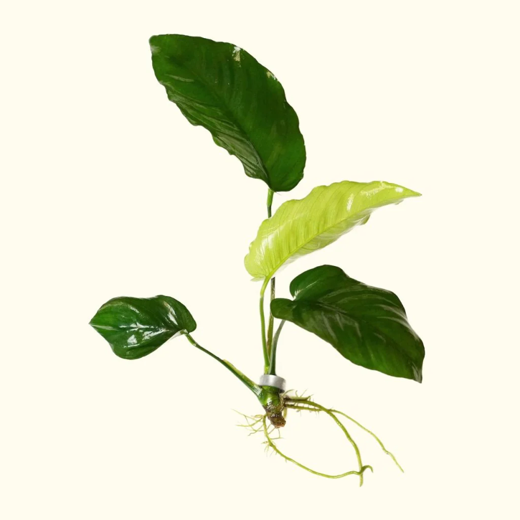Anubias Barteri - Nestor' Aquariums & Pets