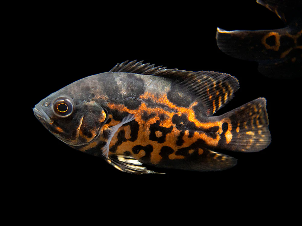Tiger Oscar (Astronotus ocellatus), Tank-Bred - Nestor' Aquariums & Pets