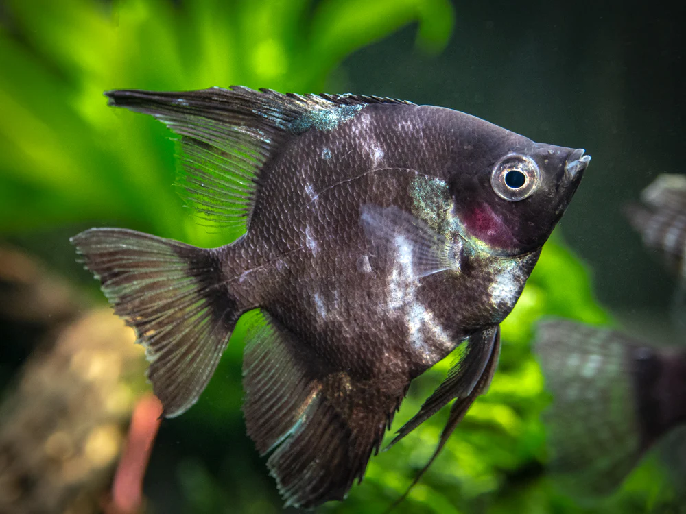 Black Angelfish (Pterophyllum scalare 
