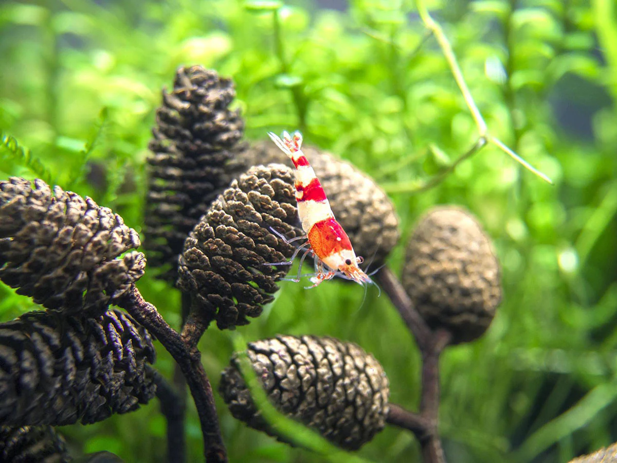 Crystal Red Shrimp (Caridina cantonensis, A-S Grade), Tank-Bred - Nestor' Aquariums & Pets
